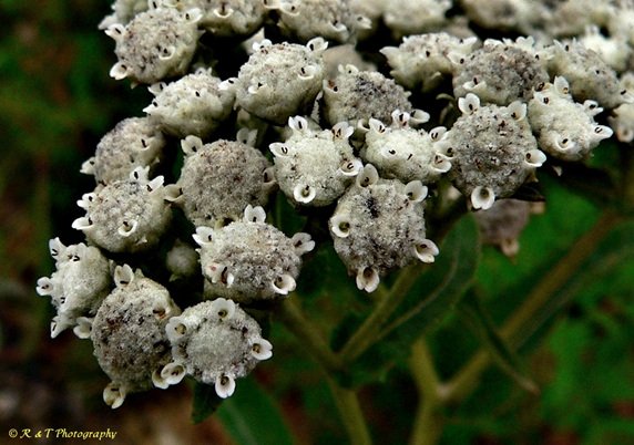 {Parthenium integrifolium}